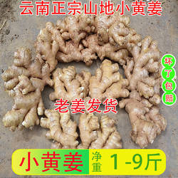 云南正宗高山小黄姜农家自种现姜挖老生姜罗平新鲜生姜老姜月子姜