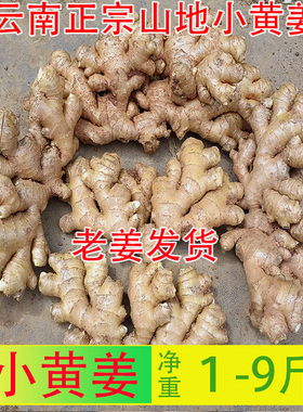 云南罗平高山农家自种新鲜现挖小黄姜老姜生姜月子姜老姜包邮爆款