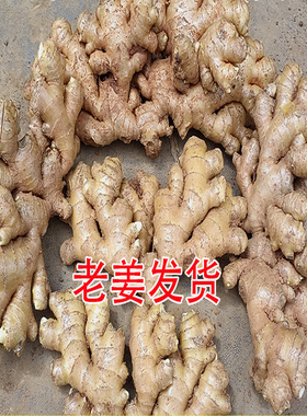 云南正宗老品种小黄姜农家自种现挖老生姜新鲜生姜老姜月子姜干姜
