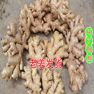 云南正宗老品种小黄姜农家自种现挖老生姜新鲜生姜老姜月子姜干姜