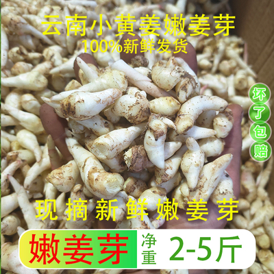 云南小黄姜嫩姜芽香脆仔姜芽