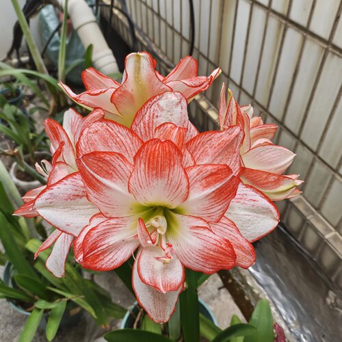 朱顶红重瓣《北方姑娘》，包对版重瓣新手入门
