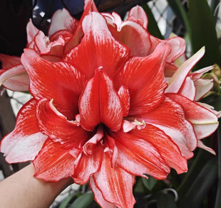 朱顶红重瓣（火焰戴斯）包对版新手入门好养护皮实