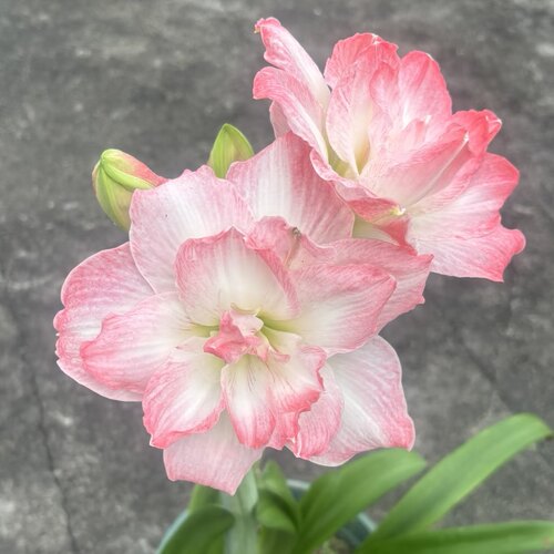 朱顶红重瓣（浪漫嫁衣）包对版好养皮实放心入