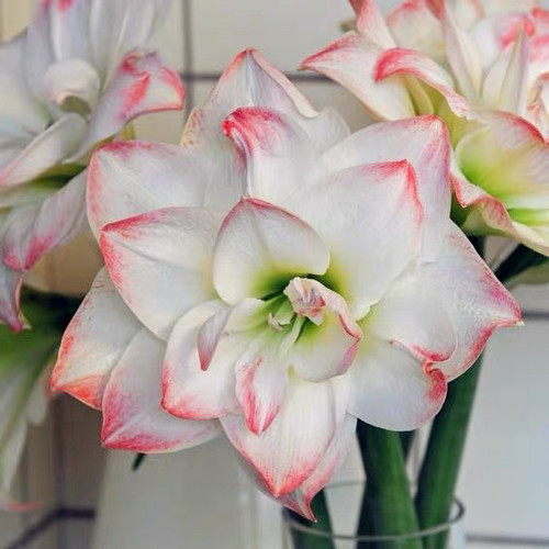 朱顶红重瓣自然球《糖果戴丝》，朱顶红多年生好养皮实