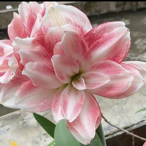 朱顶红重瓣《蓝色蜂鸟》包对版新手入门