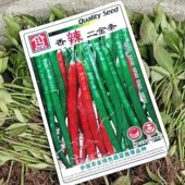 四川农家新鲜当季 小米辣二荆条大辣椒朝天椒薄皮大青椒高产带根