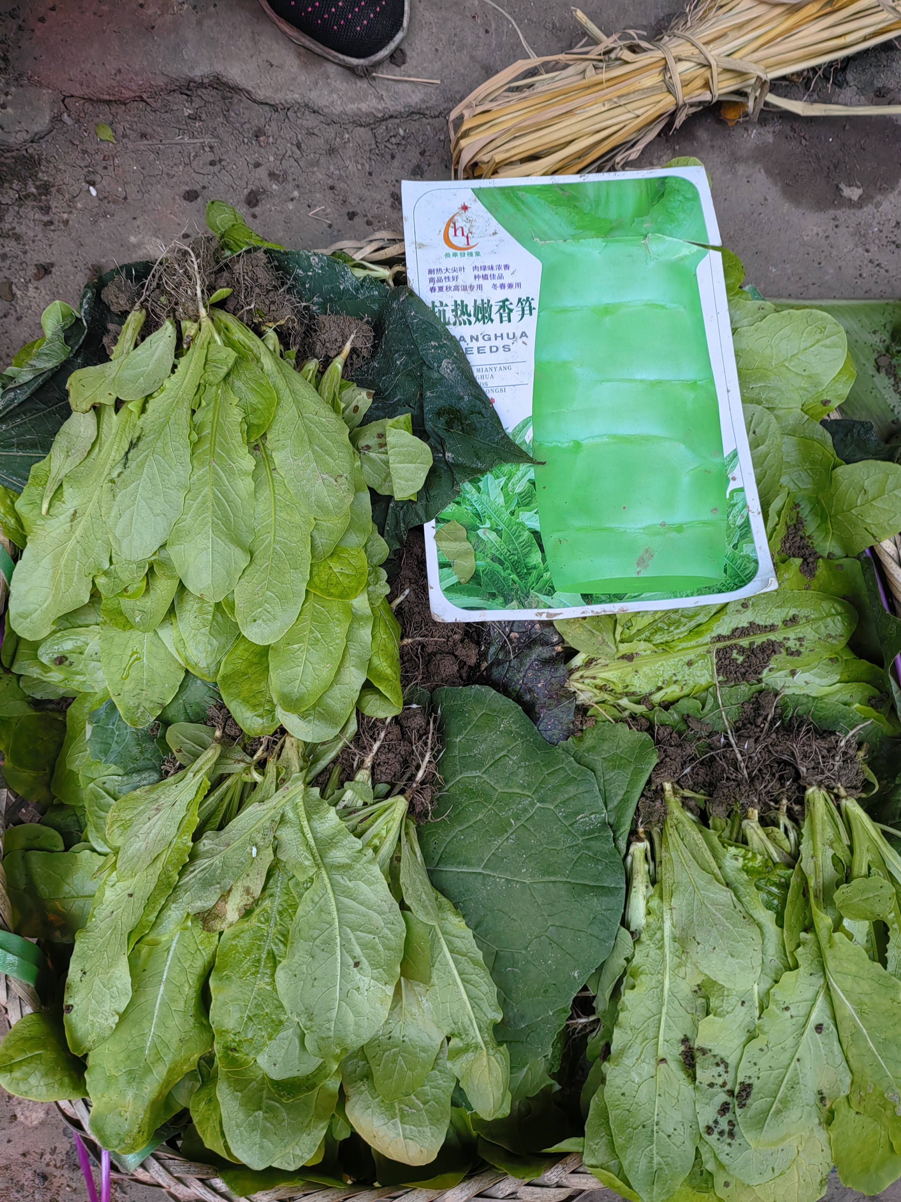 青皮青肉莴笋秧苗红皮莴笋苗带土发货莴苣幼苗新鲜冬季蔬菜秧苗