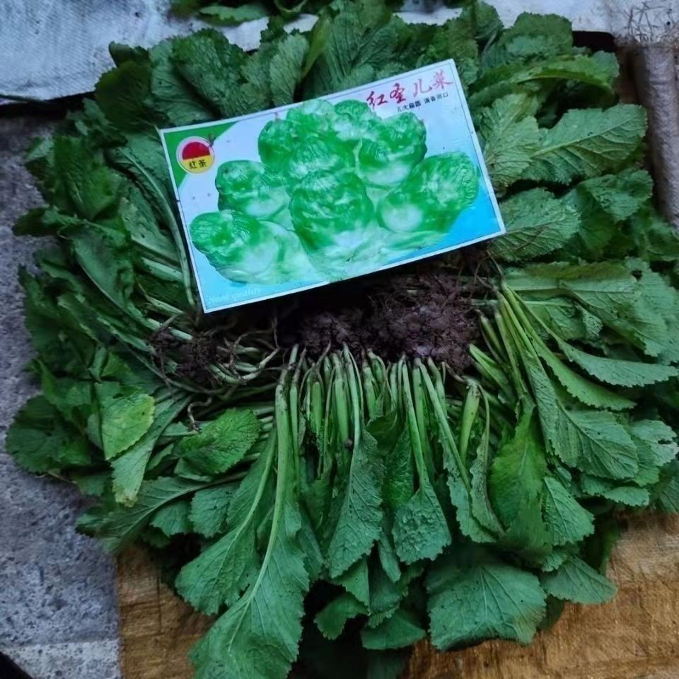 儿菜苗包包菜秧苗南充菜活苗蓝充菜儿菜苗秧苗四川本地蔬菜苗冬季
