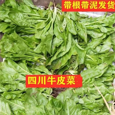 双十一四川牛皮菜苗白杆厚皮菜种子宽皮甜菜新鲜根达菜苗种苗菜苗