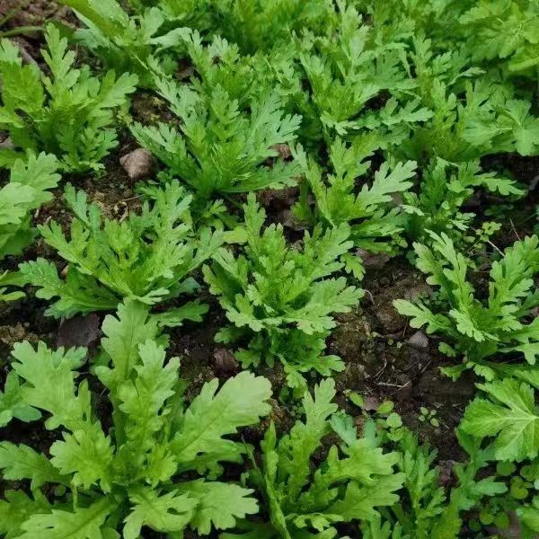 四川小叶茼蒿菜苗菊花菜苗皇帝菜阳台庭院菜苗多插采收现摘现发