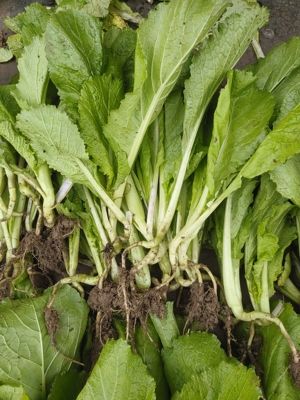 双十一特价四川棒棒四川菜菜头儿超大重大重庆蔬菜煮汤煎炒冬季秧