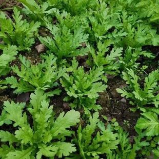 【割完又长】小叶茼蒿皇帝菜大叶茼蒿新鲜当季易种植冬天菜苗秧苗