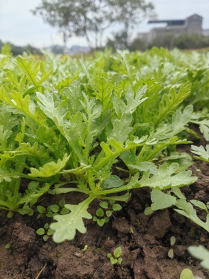 中叶茼蒿秧苗皇帝菜耐寒高产三叉阳台盆栽地栽反复割了又长活苗特