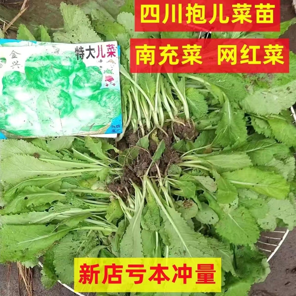 儿菜苗包包菜秧苗南充菜活苗蓝充菜儿菜苗秧苗四川本地蔬菜苗冬季