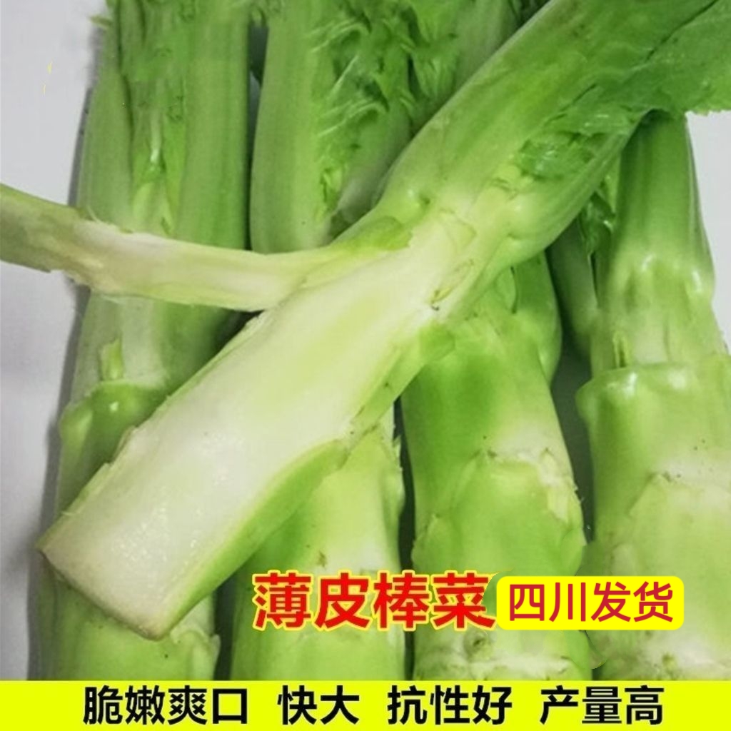 四川冬天菜苗秧苗新鲜薄皮特大棒棒菜苗活苗耐寒新鲜蔬菜秧菜苗