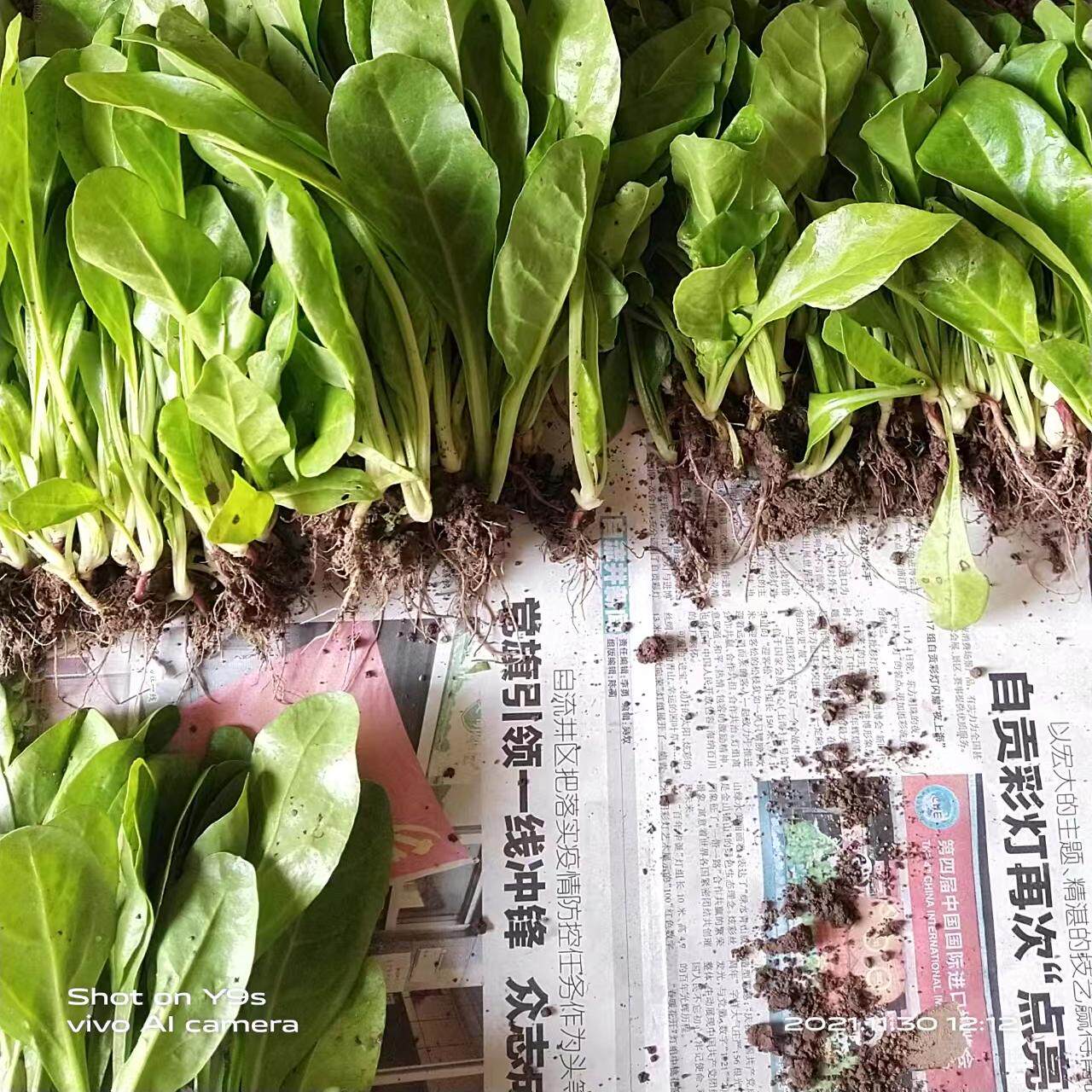 正宗四川白杆青杆牛皮菜菜厚皮菜根达菜包心甜菜喂猪家禽菜多次摘