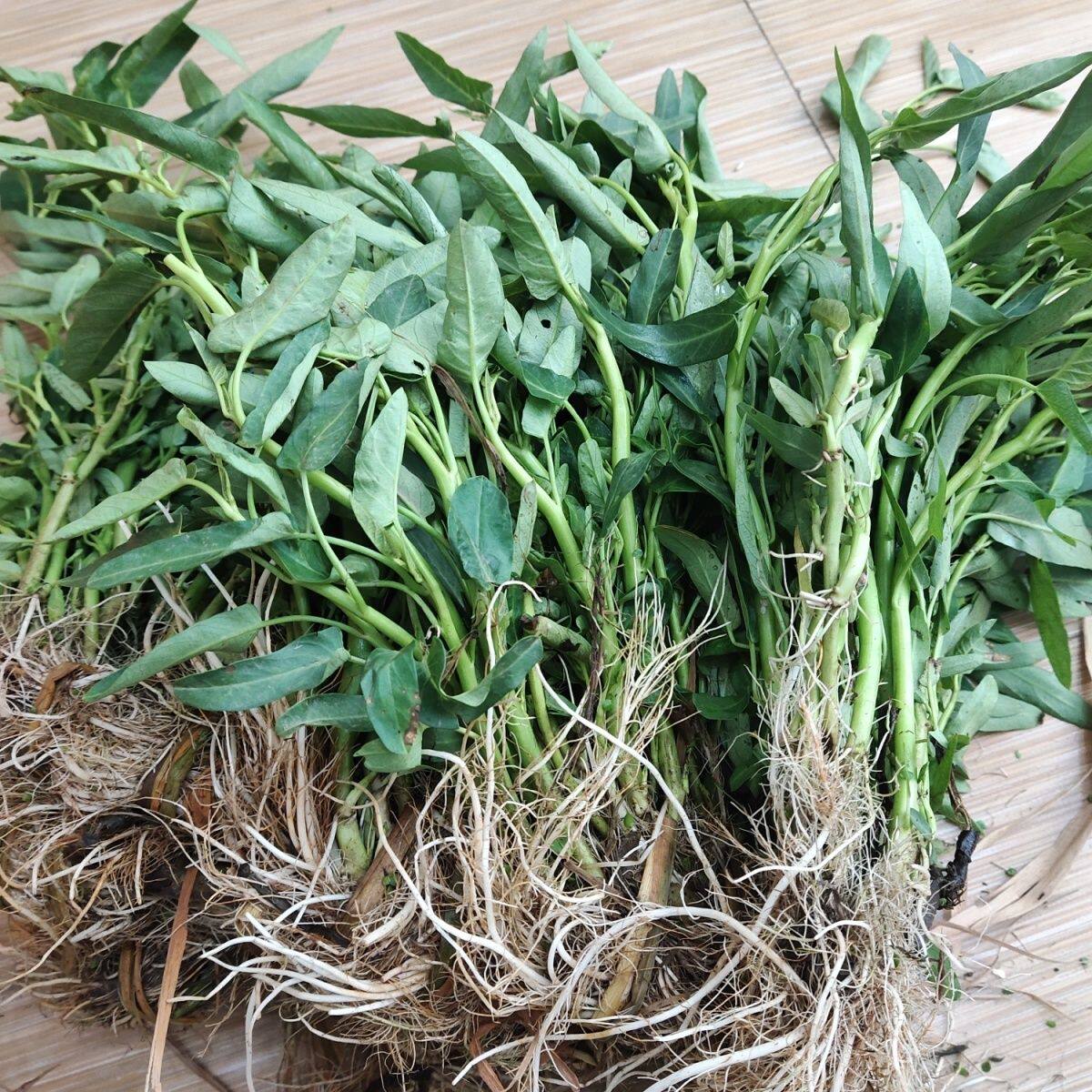 四川新鲜空心菜不开花翁菜爬藤牵藤藤蕹小叶藤藤菜重庆水藤菜稻田