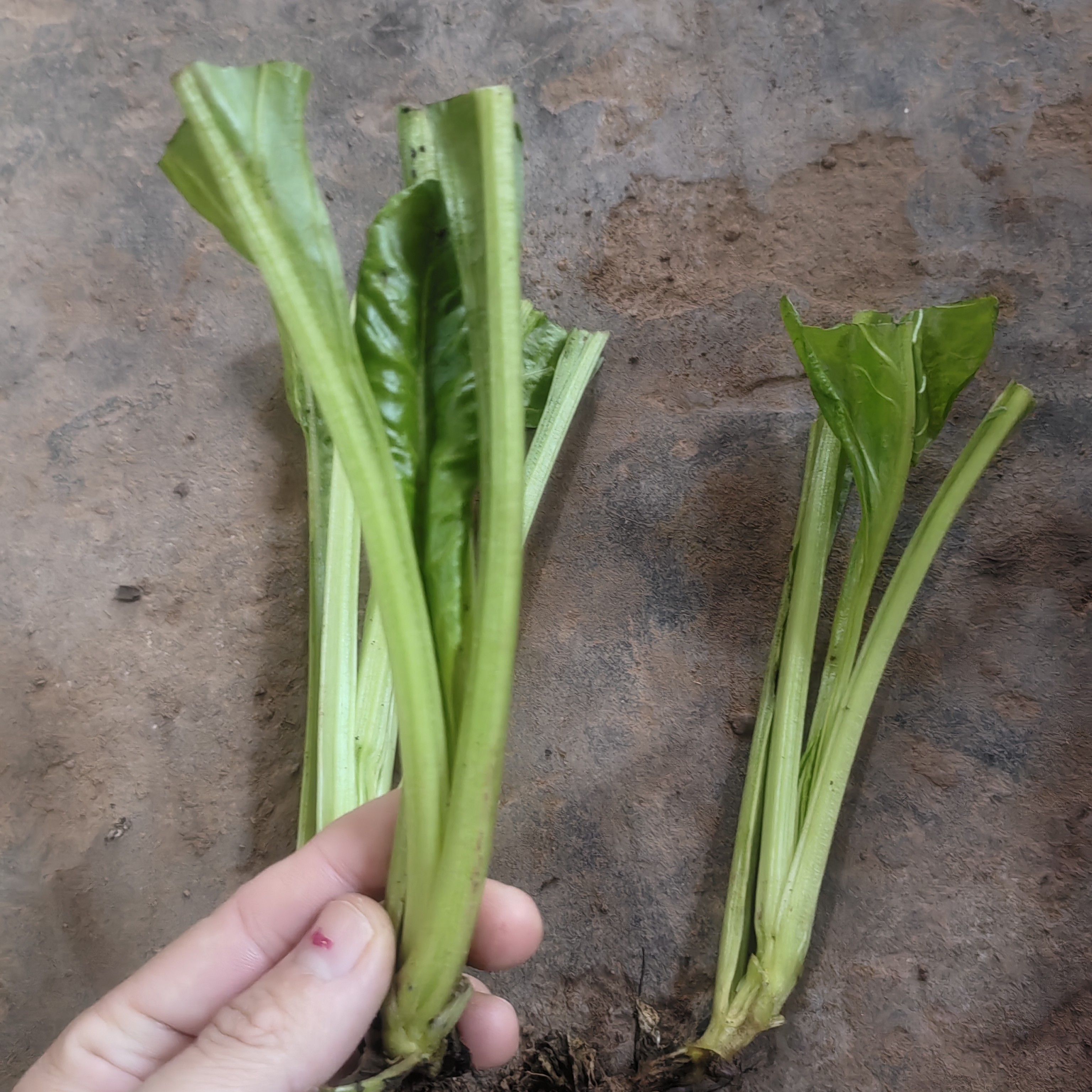 四川露天牛皮菜厚皮宽皮甜菜秧苗新鲜当季菜牛皮菜苗白杆青杆随机