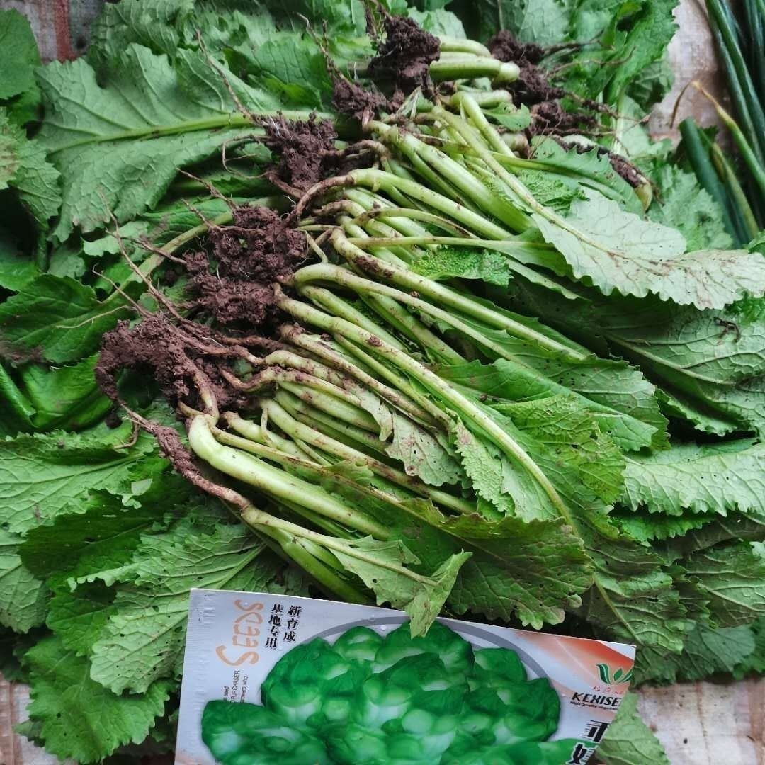 儿菜苗包包菜秧苗南充菜活苗蓝充菜儿菜苗秧苗四川本地蔬菜苗冬季