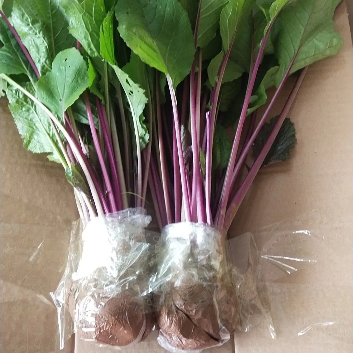 正宗四川红菜苔苗农家紫菜苔种苗红菜苔种子苗新鲜冬季蔬菜苗种苗