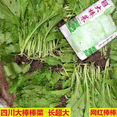双十二冲量四川棒棒四川菜菜头儿超大重大重庆蔬菜煮汤煎炒冬季秧