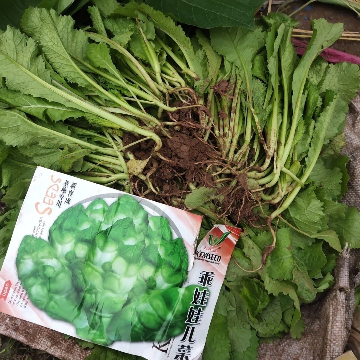 四川儿菜网红长儿菜苗带土儿菜新鲜爆款包包菜秧苗南充菜苗种苗