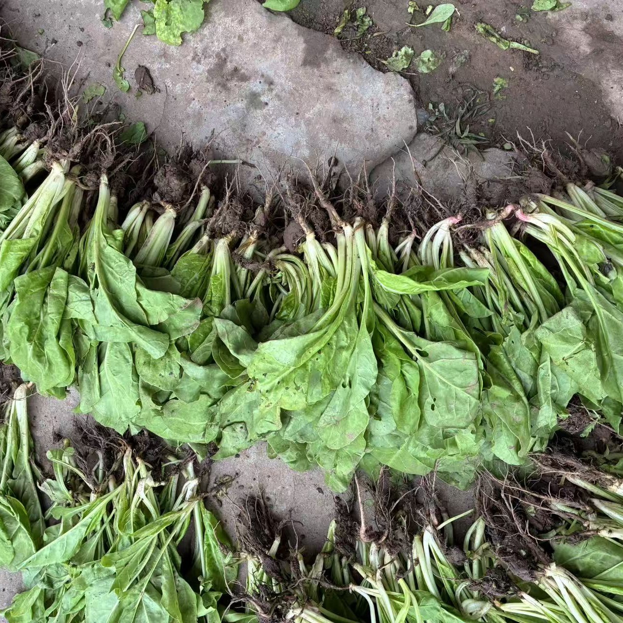 四川露天牛皮菜厚皮宽皮甜菜秧苗新鲜当季菜牛皮菜苗白杆青杆随机