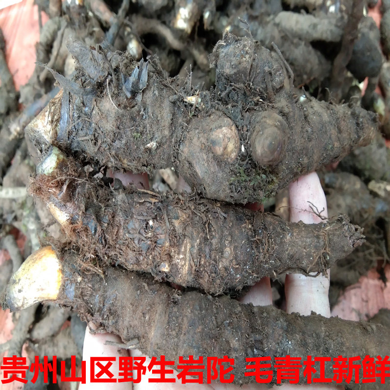 毛青杠贵州苗药九叶岩陀500g 野生毛青缸中草药材血三七新鲜包邮