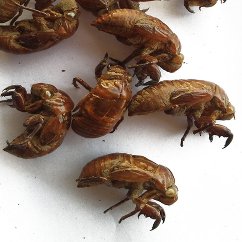 野生蝉蜕蝉衣蝉脱金蝉衣知了壳50克毛猴原料包邮大山里的农家自采