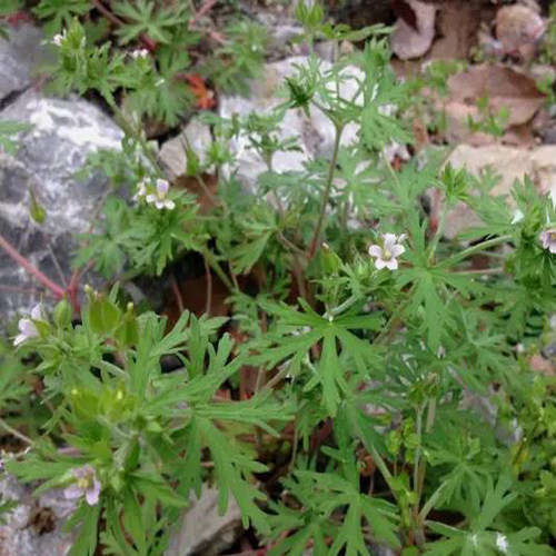 野生老牛筋包邮买3送1新新鲜