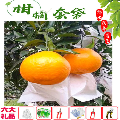 柑橘套袋丰康源粑粑柑纸袋爱媛袋