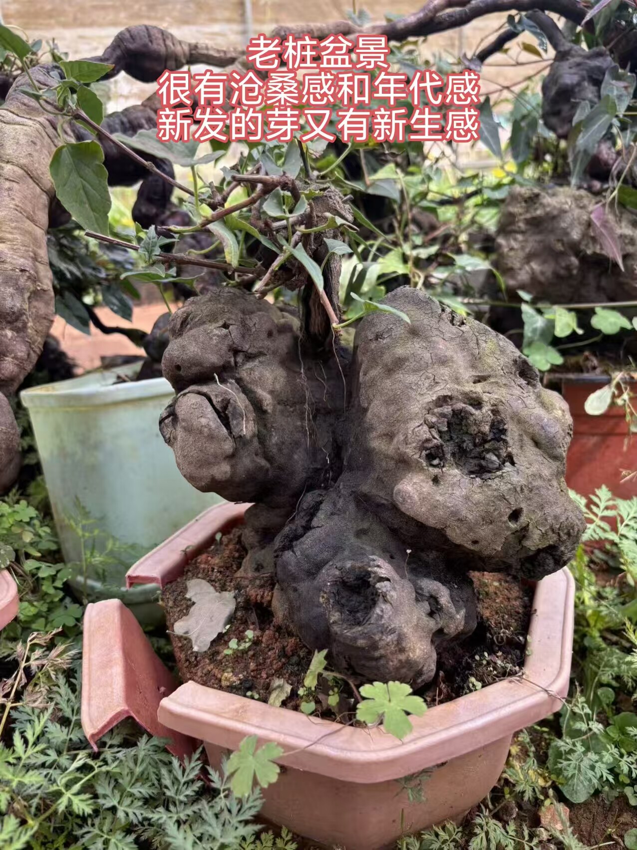 何首乌盆景盆栽可选货老桩球根大黑首乌制首乌原料多年生爬藤绿植