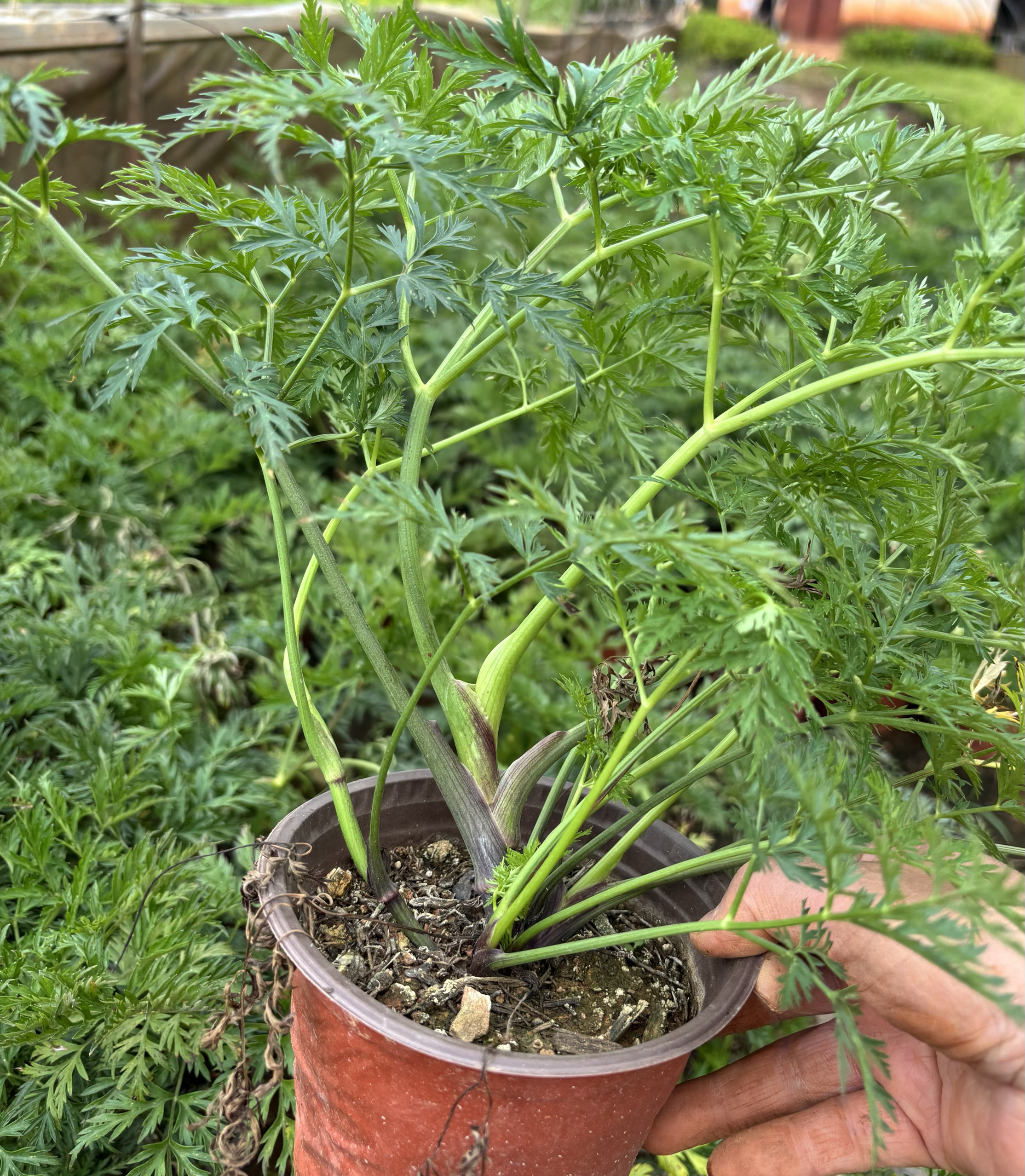 红川芎老桩大苗盆栽云南小叶川芎新鲜香菜叶药用食用川芎川穹川胸