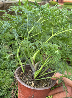 红川芎老桩大苗盆栽云南小叶川芎新鲜香菜叶药用食用川芎川穹川胸