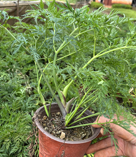 红川芎老桩大苗盆栽云南小叶川芎新鲜香菜叶药用食用川芎川穹川胸