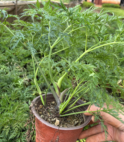 红川芎老桩大苗盆栽云南小叶川芎新鲜香菜叶药用食用川芎川穹川胸