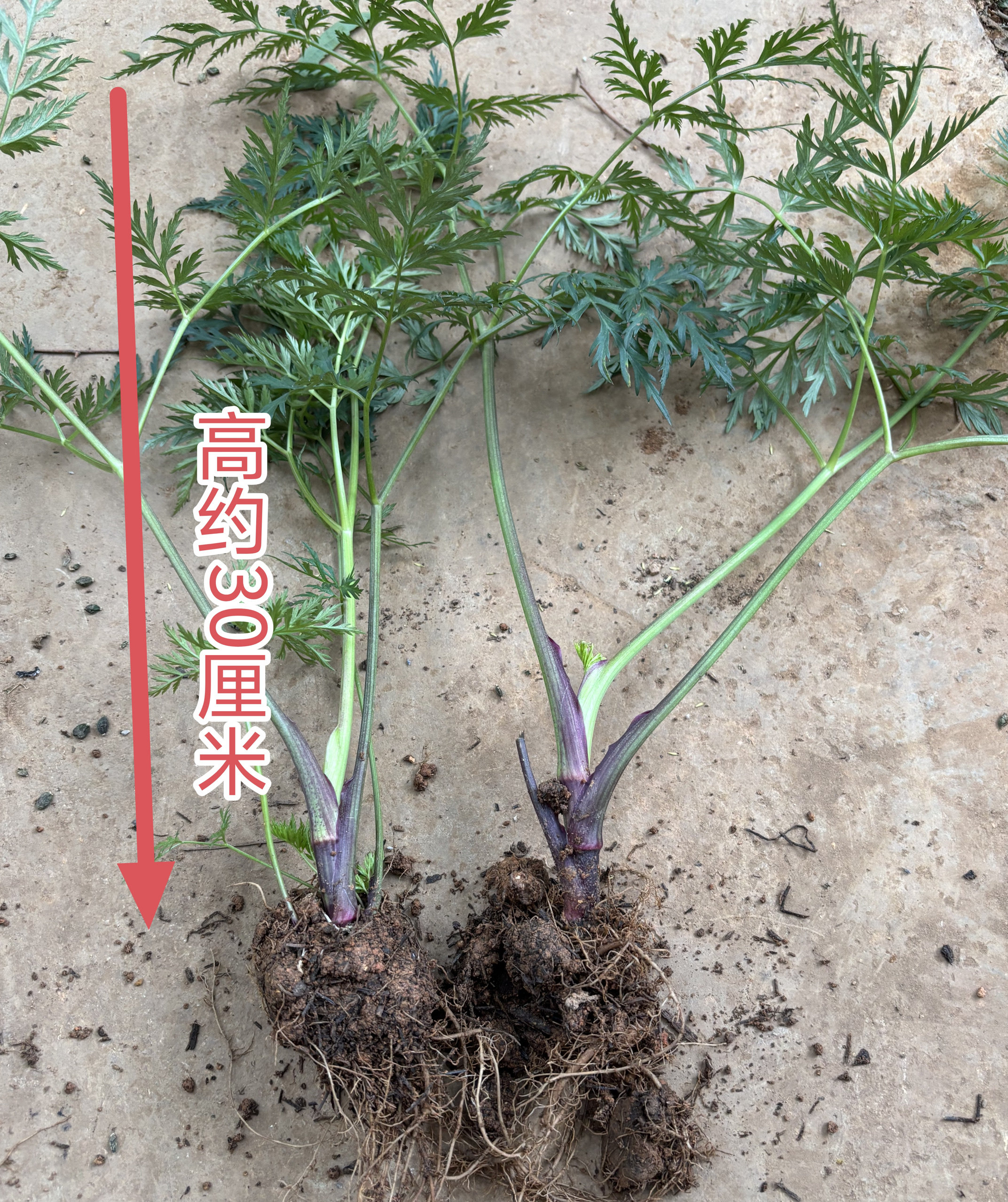 香浓新鲜川芎叶云南食药用小叶川芎盆栽红川芎种苗入药蔬菜老桩苗