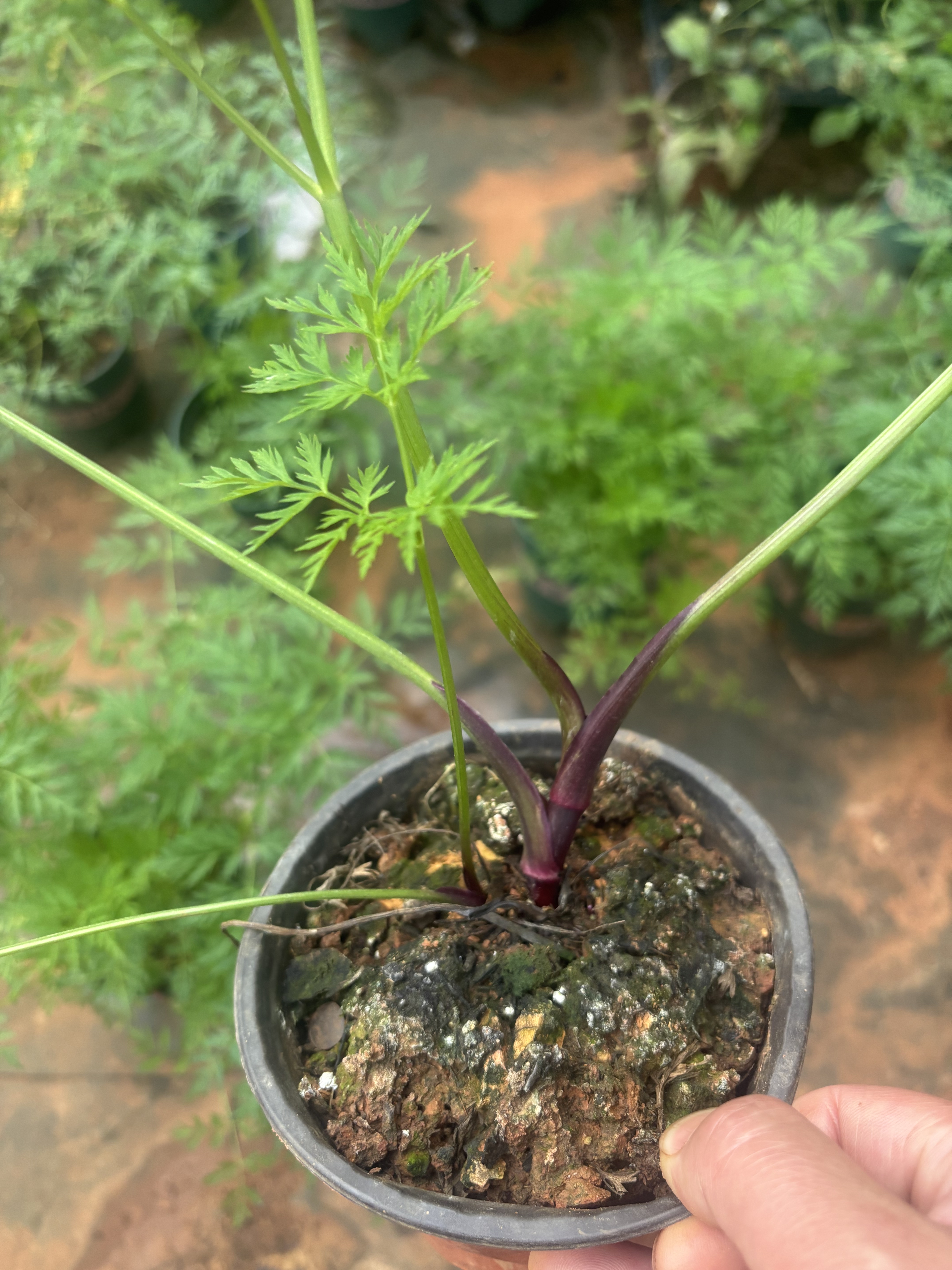 香浓新鲜川芎叶云南食药用小叶红杆川芎种苗蔬菜老桩苗直播间特惠
