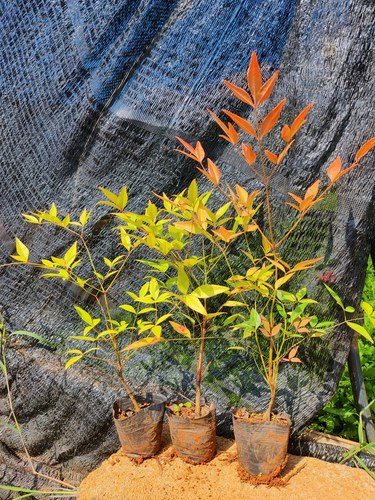 云南花卉南天竹树苗绿化苗木庭院观果观叶植物火焰红天竹盆景盆栽