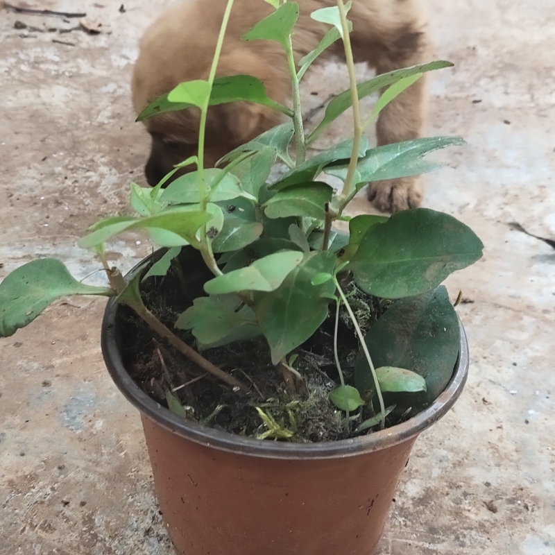 盆栽藤三七带盆带土包邮盆景绿植花卉窗台阳台爬藤植物云南白药叶