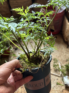 红川芎云南正宗小叶川芎老桩苗盆栽蔬菜药材川芎叶种植大苗浓香料