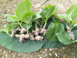 藤三七盆栽种苗10棵包邮可食用四季爬藤绿植露天土三七云南白药叶