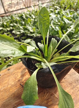 云南中草药盆栽车前草种苗新鲜植物食用车轮菜蛤蟆叶含盆大苗批发