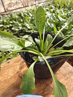 云南中草药盆栽车前草种苗新鲜植物食用车轮菜蛤蟆叶含盆大苗批发