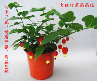 藤本花卉悬风铃花蔓性风铃花灯笼花红萼苘麻新品藤蔓植物庭院阳台