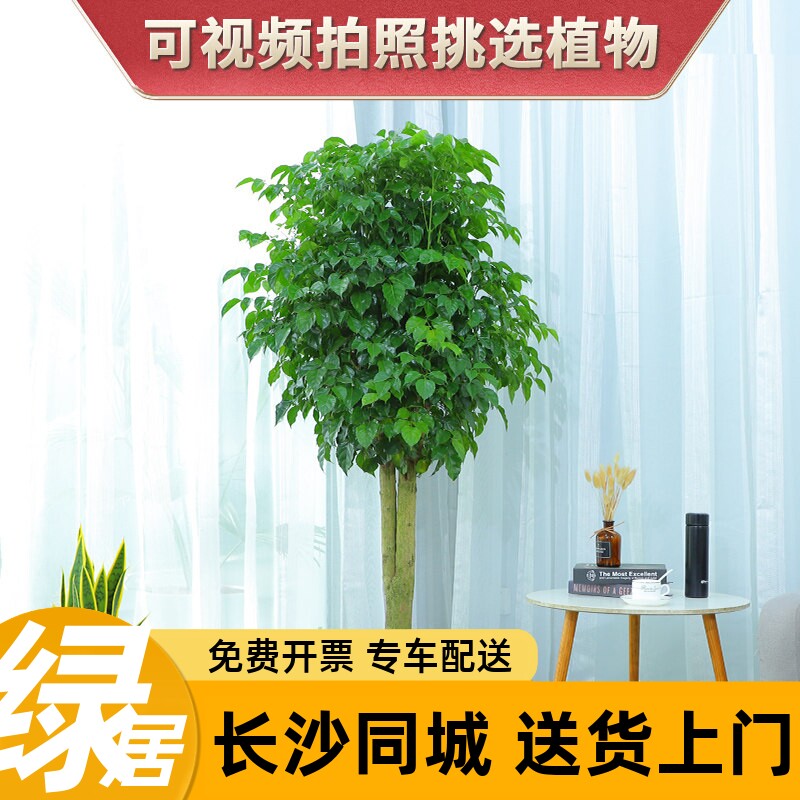绿居单杆新品幸福树绿宝树盆栽植物室内客厅花卉幸福树绿植盆景