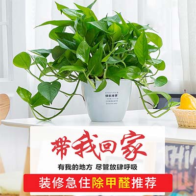长沙吸水绿萝盆栽办公大叶卧室