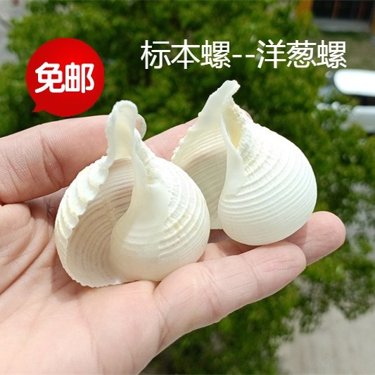 包邮天然海螺贝壳标本螺洋葱螺收藏礼品装饰摆设珊瑚纪念品珊瑚