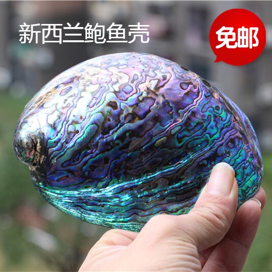 包邮天然海螺贝壳新西兰蓝色鲍鱼壳收纳盒香皂盒鼠尾草盆栽艾草